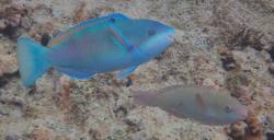 Violet-lined parrotfish